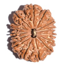 14 Vierzehn Mukhi Rudraksha Nepal Origin Lab zertifiziert A + Qualität... - £566.78 GBP