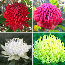 2 Pcs Telopea Speciosissima New South Wales Waratah Flower Seeds From Garden - £5.15 GBP