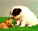 Adorable Puppy And Frog &quot;Says You&quot; UNP Chrome Postcard E4 - £4.94 GBP
