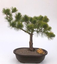 Mugo Pine Bonsai Tree  (pinus mugo &#39;valley cushion&#39;)  - £339.72 GBP