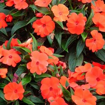 50 Dwarf Orange Impatiens Walleriana Sun Or Full Shade Flower Seeds New Fresh Se - $14.90