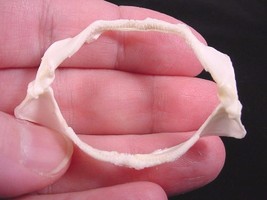 (SJ-40) 2&quot; Cat SHARK jaw sharks jaws teeth tiny small educational Scylio... - €7,86 EUR