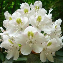 New Fresh USA Seller Rhododendron Maximum Rosebay Great White Laurel 150 Seeds - £14.20 GBP