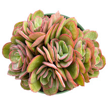 4&#39;&#39; Plant Pot Echeveria Suyon Rosette Succulent Plant Potted for indoor decor - £24.08 GBP