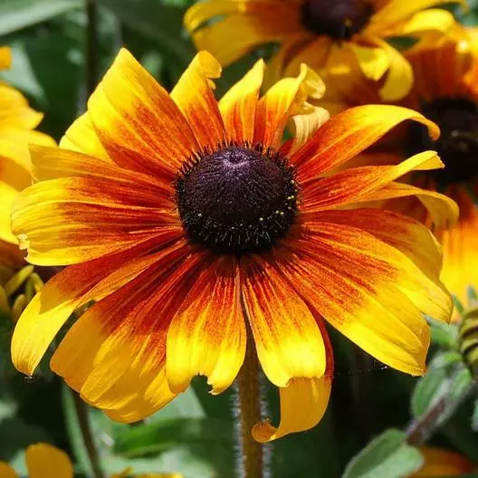 MBK 500 Seeds Black Eyed Susan Rudbeckia Marmalade Dwarf Heirloom Non-Gmo - £7.90 GBP