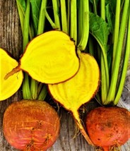 Golden Detroit Beets 50 Seeds Non Gmo   - £9.38 GBP