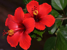 SEPTH 100 Red Hibiscus Seeds Hibiscus Rosa-sinensis Garden Flowers Seed - $5.99