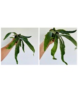 4” Pot - Silver Staghorn Fern - Platycerium Veitchii - Australian Staghorn - $60.99