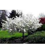 Quart Pot Crabapple Sargent Spring Stars With Clusters Of Fragrant White... - £43.95 GBP