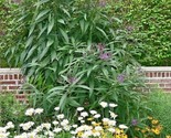 300 Seeds Common Smooth Ironweed Seeds Native Wildflower Heat Cold Polli... - $8.99