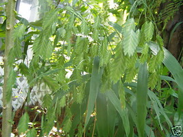 Chasmanthium Latiflolium Northern Sea Oats 100 Seeds Fresh Garden USA SELLER - $21.40