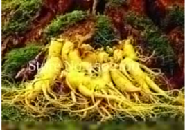 US Seller Chinese Ginseng Seed Panax Ginseng Flores King Of Herbs Plants Color 6 - £10.38 GBP