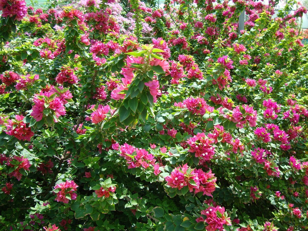 5 + 1 Green Bougainvillea Pink Pixie Tree Cutting - $44.90