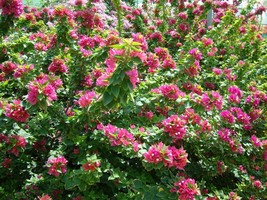 5 + 1 Green Bougainvillea Pink Pixie Tree Cutting - £35.58 GBP