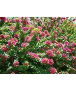 5 + 1 Green Bougainvillea Pink Pixie Tree Cutting - £35.36 GBP