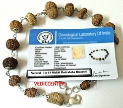 RUDRAKSHA SIDDHA BRACELET 1 MUKHI TO 14 MUKHI RUDRAKSHA JAVA ORIGIN IN S... - $271.76