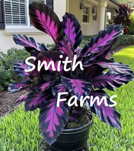 3 Seeds Purple Cane Palm Tree Tropical House Plant From US  - £8.17 GBP