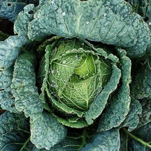 FA Store Savoy Cabbage Seeds 300+ Vegetable Garden Non-Gmo - £6.51 GBP