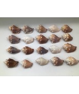 Lot of 20 Florida Fighting Conch Seashells 3 in Natural Beach Nautical D... - $451.14 MXN