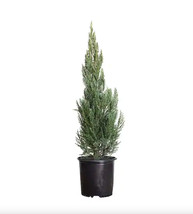 Juniperus Scop Wichita Blue Gray Rocky Mountain Juniper 5 Gallon Plant - $91.44