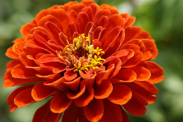 25 Florist Choice! {Zinnia- elegans} Orange King seeds  - $2.58