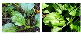 400 seeds American plantain Plantago rugelii Native Perennial Wildflower Edible - £18.35 GBP