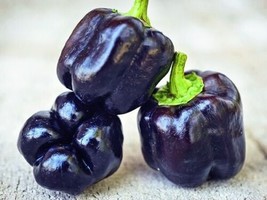 Purple Beauty Bell Pepper 30+ Heirloom Seeds, Sweet, 100% Organic, NON-GMO, USA - £3.37 GBP