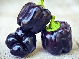 Purple Beauty Bell Pepper 30+ Heirloom Seeds, Sweet, 100% Organic, NON-G... - $4.29