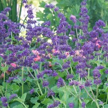 USA SELLER 50 Purple Rain Salvia Seeds Flower Perennial Flowers 946 Butterfly Fr - £11.83 GBP