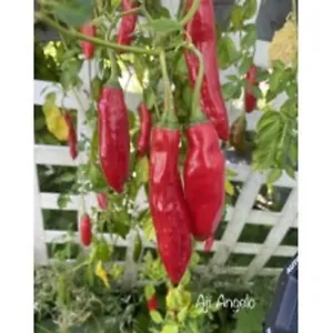 25 Seeeds Aji Angelo Pepper Seed Healthy Planting Food Fresh Garden - £7.38 GBP