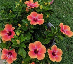 Live Plant Exotic Hawaiian Sunset Fiesta Hibiscus - £11.76 GBP