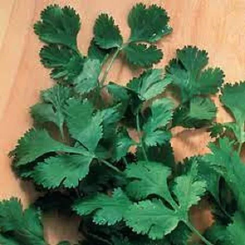 SKMO Premium Slow Bolt Cilantro Fresh Organic 200 Seeds Indoor Gardening - $13.17 CAD