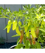 Golden Greek Pepperoncini Pepper Seeds  30 Seeds  Non-GMO  FRESH - £6.65 GBP