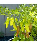 Golden Greek Pepperoncini Pepper Seeds  30 Seeds  Non-GMO  FRESH - $8.42