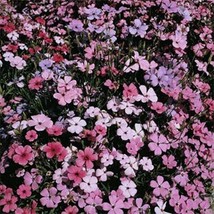 400 Seeds Lychnis Viscaria Splendens Rosett Grow Gardens Fast With Heirloom - £6.63 GBP