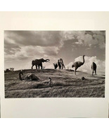 Cristina Garcia Rodero - Signed Photo - Magnum Square Print Limited Edition - $397.96