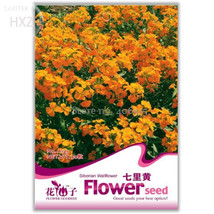 Yellow Siberian Wallflower Flower Seeds 50 Seeds Hardy Attractive Impressive A12 - £7.83 GBP