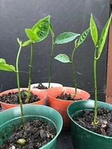 Jackfruit Tree Organic Grown - £14.44 GBP