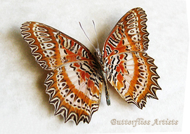 Cethosia Biblis Verso Red Lacewing Real Butterfly Framed Entomology Shadowbox - £37.58 GBP