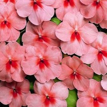 50 Salmon Splash Impatients Seeds Flower Seed Flowers Bloom 422 Fresh US... - £10.43 GBP