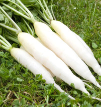 Grow In US Radish White Icicle Fast Growing 425 Seeds   - £5.66 GBP