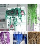 200PCS Pearl Chlorophytum Bonsai Mixed Colors Seeds - $6.42 CAD