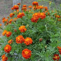 Fresh 300+ Marigold French &quot;&quot;Sparky Mix&quot;&quot; Seeds 14&#39;&#39; Mix Of Gold Orange ... - $6.86