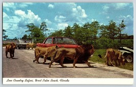 Postcard Lion Country Safari, West Palm Beach, Florida FL - £3.98 GBP