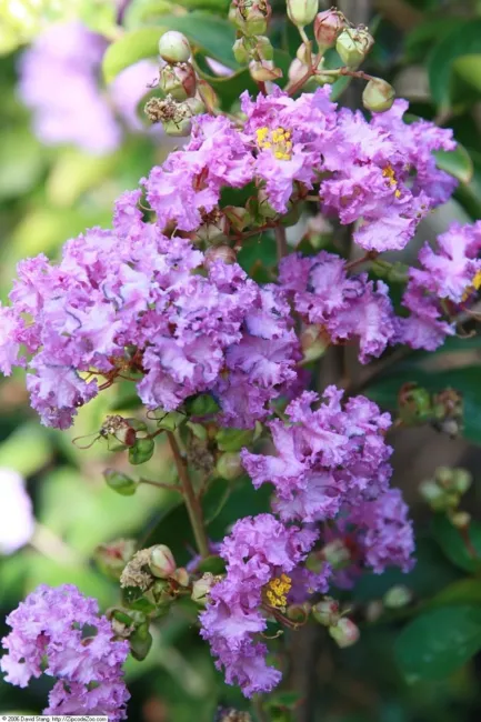 Purple Crepe Myrtle Tree (Lagerstroemia Indica &#39;Catawba&#39;) Seeds 10 Seeds Fresh G - £19.16 GBP