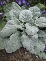 US Seller Salvia Argentea Silver Sage Seeds New Fresh Seeds - £21.29 GBP