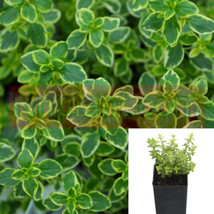 SEPTH Thyme Lime Lemon Plant Citriodorus Citrus Live Plant 4Inches Pot - $6.89