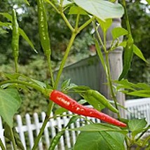 Afghan Hot Peppers Seeds Gardening Easy Grow Usa Shipping - £4.35 GBP