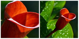 Red Emotion Calla Lily Bulb 14/16cm - Luscious Red - New! - C2 - $41.15
