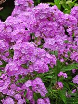 30 New Fragrant Light Purple Phlox Seeds Flower Shade Perennial - £14.06 GBP